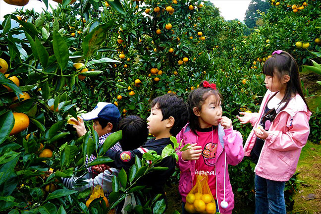 Intérprete e tradutor de japonês para agricultura